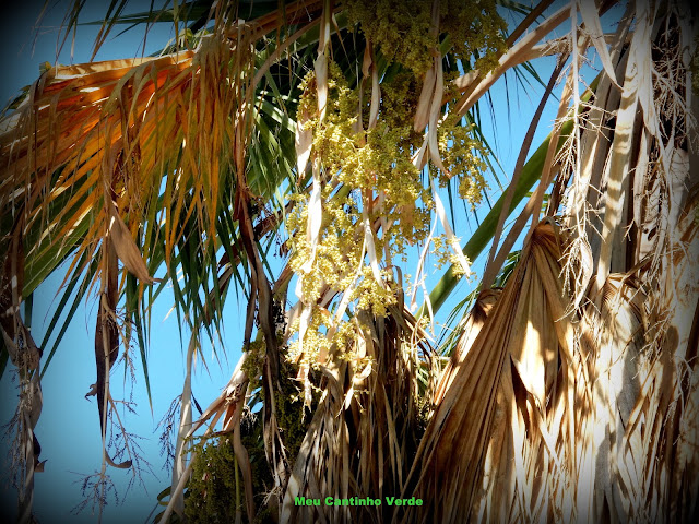 Flowers palmeira-de-saia-da-califórnia - ( Washingtonia filifera )