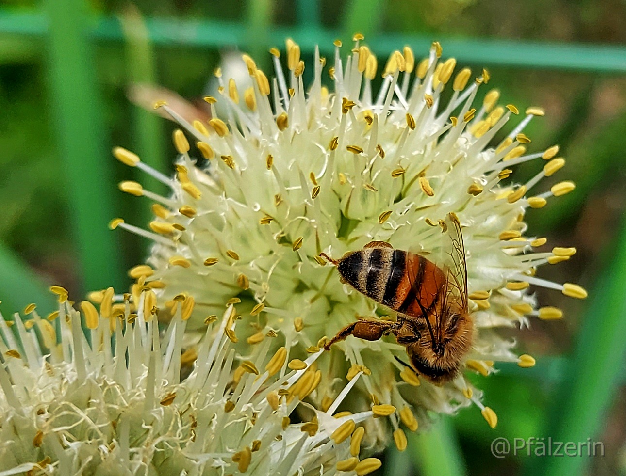 Freude am Garten Einen Garten zu pflanzen bedeutet an
