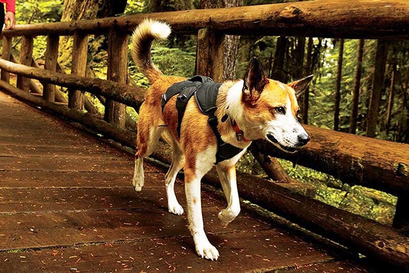 The Most Effective Canine Assistance Harnesses
