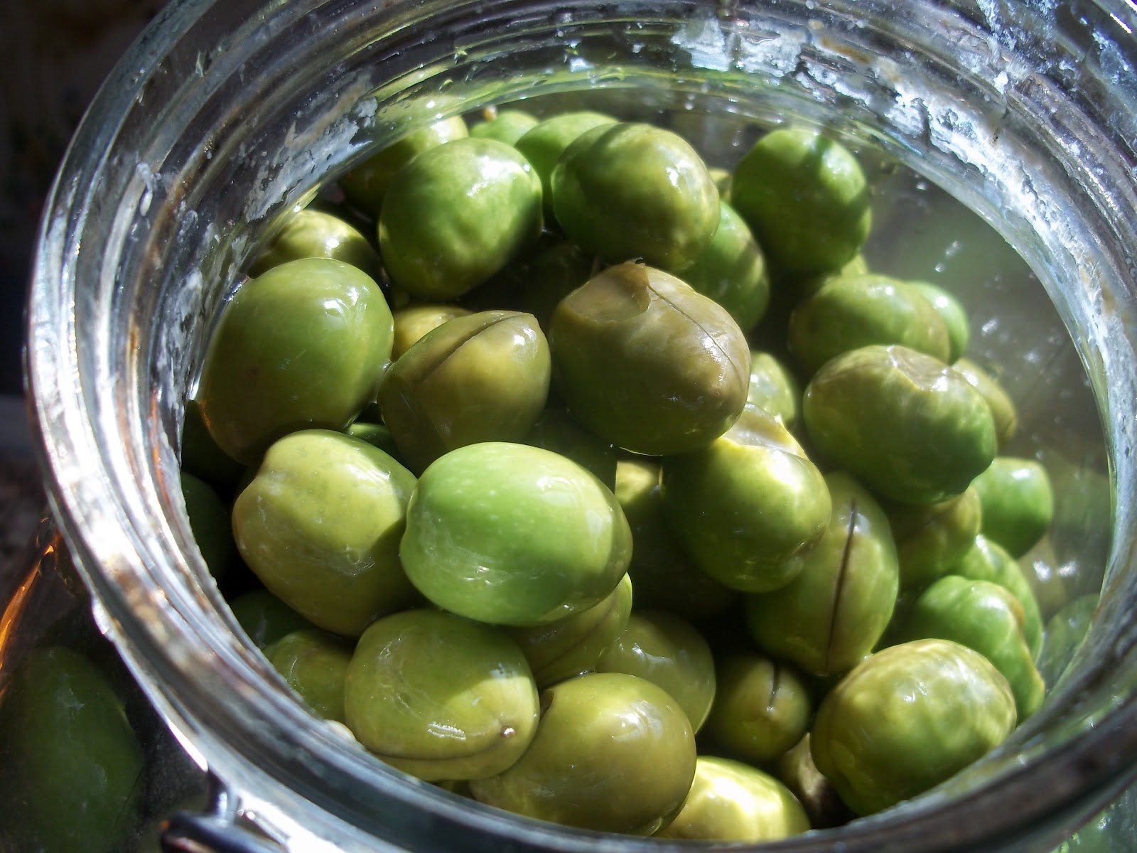 Foraging Olives Homemade Pickled Olives and Olive Leaf Medicine