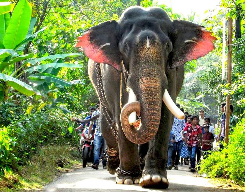 Kerala Elephants Images Kerala Elephants Wallpapers Hd Kerala