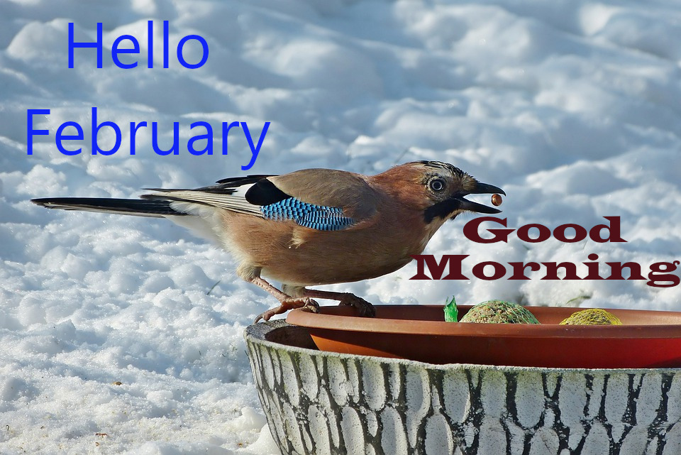 Top 10 Good Morning Hello February Images greating Pictures,Photos for