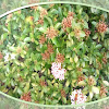 Bunga Asoka Mini Tanaman Hias Pilihan Meskipun Daerah Tropis
