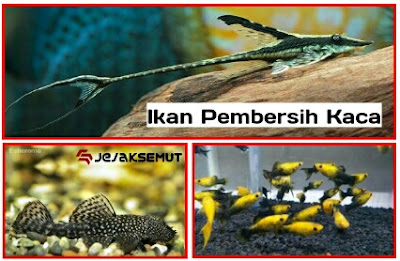 Ikan pemakan lumut