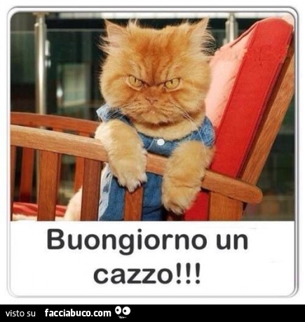 6ztd7fkqu6-gatto-arrabbiato-buongiorno-un-cazzo-bestiaccia_a.jpg