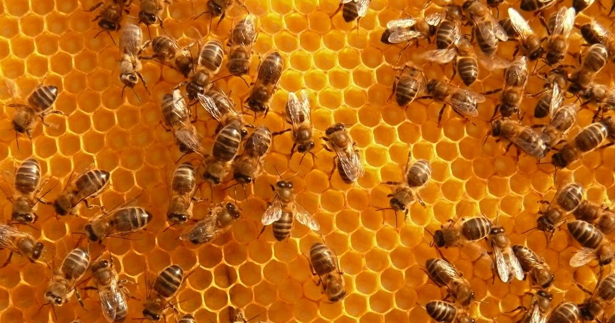 Virginia Cooperative Extension Virginia Beehive Program