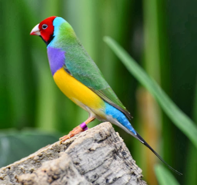 Bird In Everything Green Finch Bird