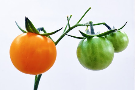 tamatar ke fayde ! tamatar khane ke fayde (Tomato)Tamatar ke fayde-