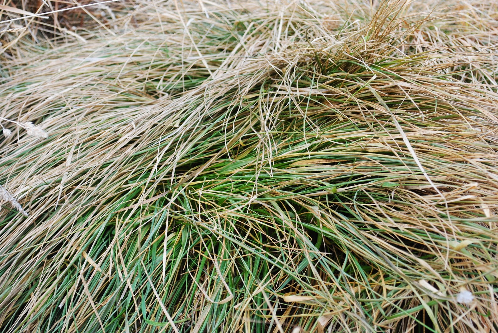 the pastoral muse Winter Grazing