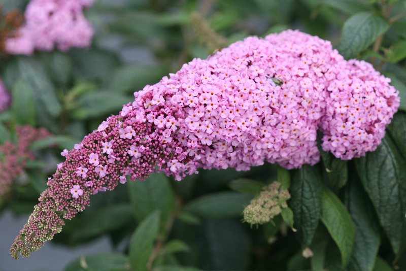 Pink Charming Butterfly Bush Slubne Suknie Info