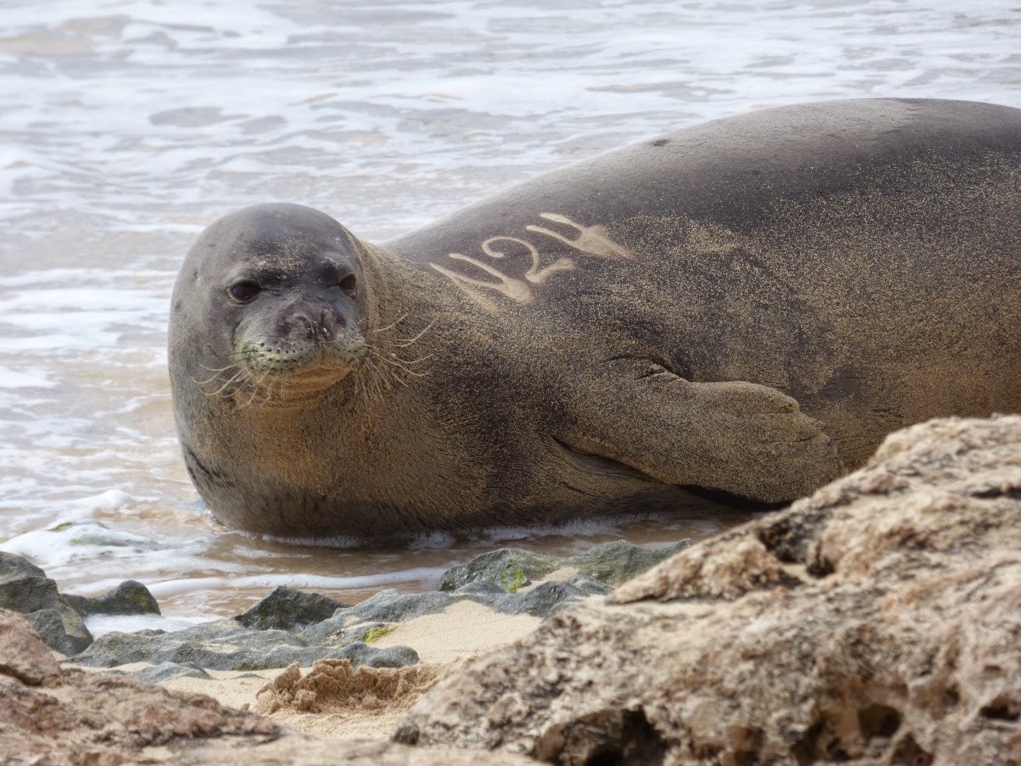 3/17/2018 Remembering Haupu RB24