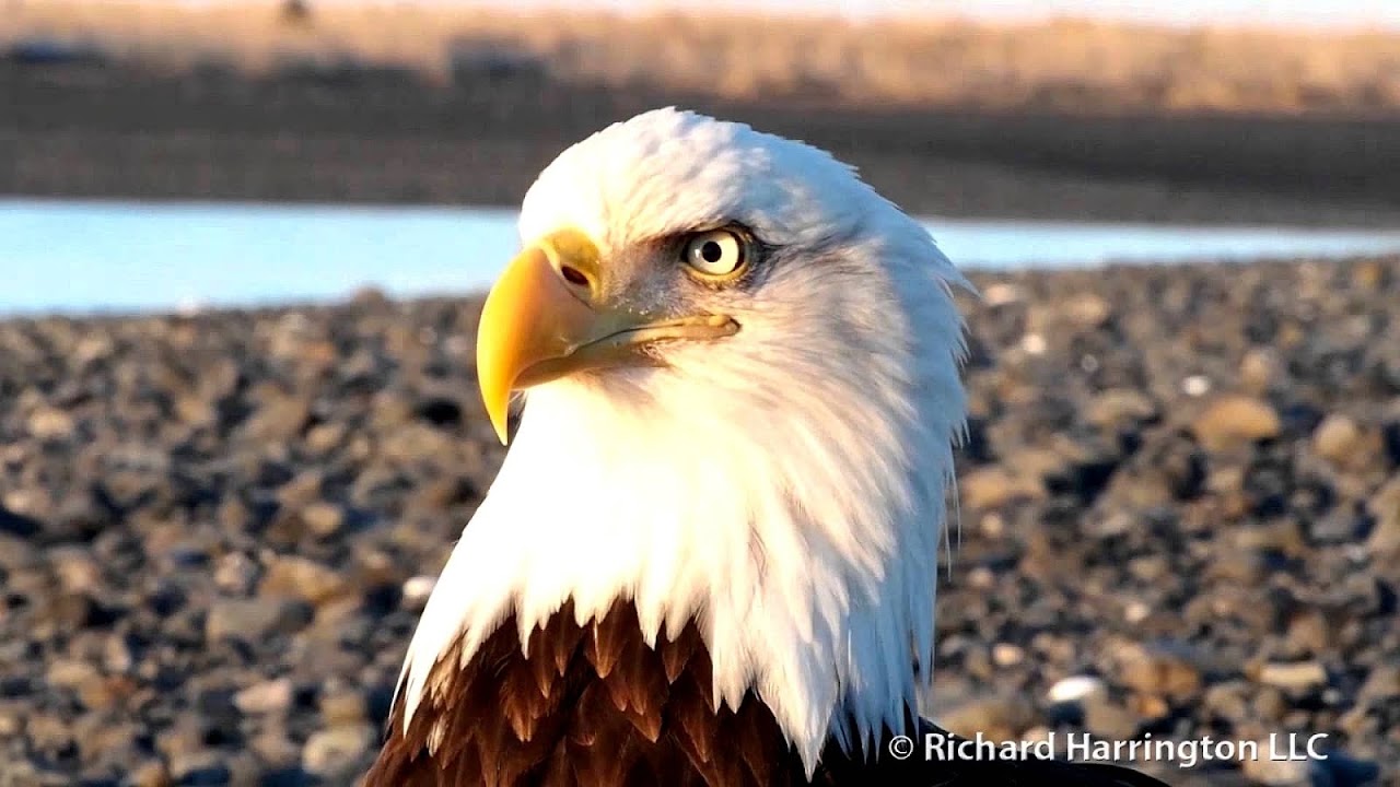Are Eagles Endangered Species - Danger Choices