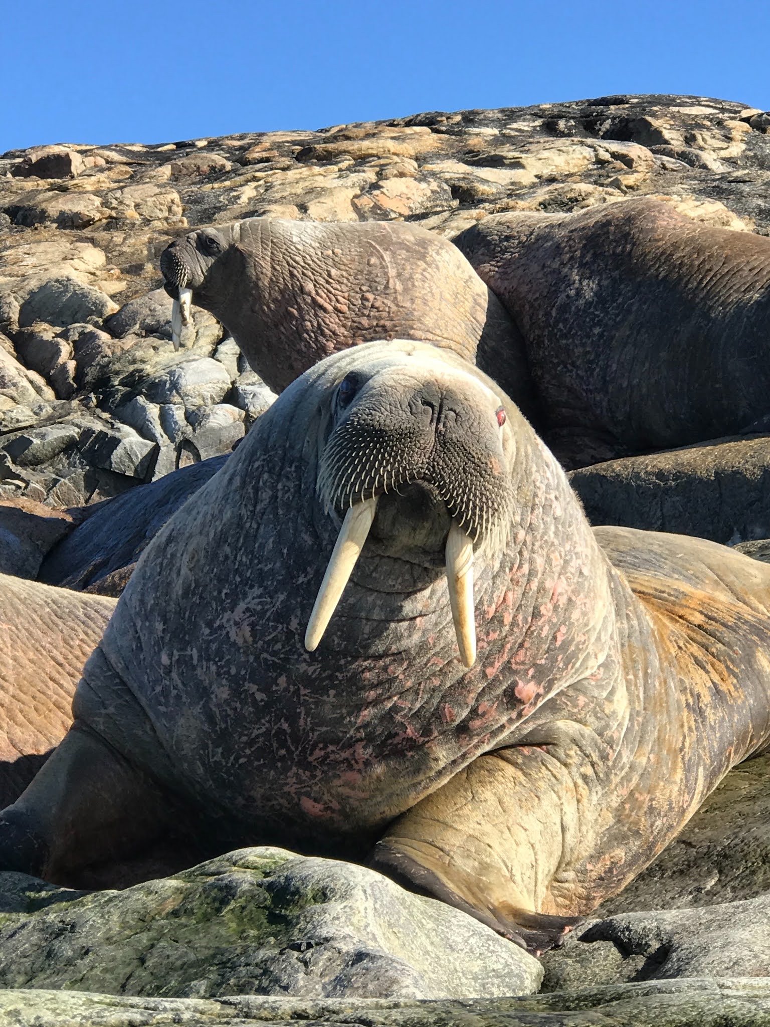 10 Amazing Facts About Walruses