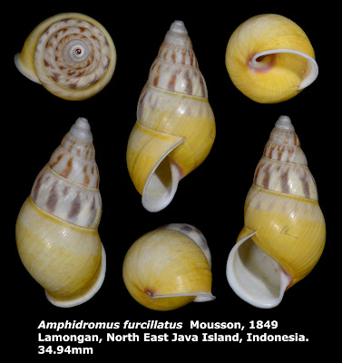 Amphidromus furcillatus 34.94mm