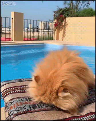 Amazing Cat GIF • Gorgeous ginger Persian cat living the purrfect life by the pool with his catnip mousie Amazing Cat GIF • Gorgeous ginger Persian cat living the purrfect life by the pool with his catnip mousie