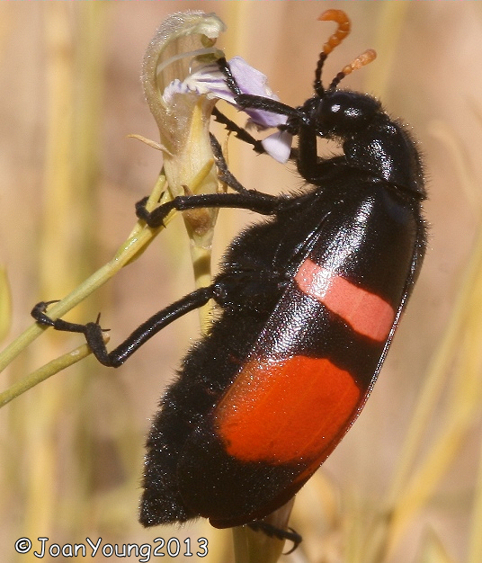 South African Photographs CMR Bean Beetle (Mylabris oculata)