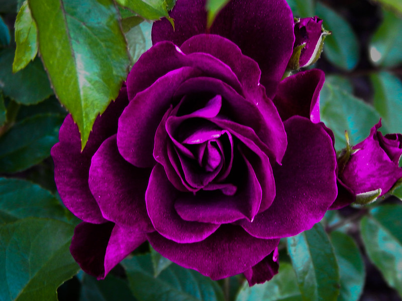 Ways to make money Purple rose symbolism