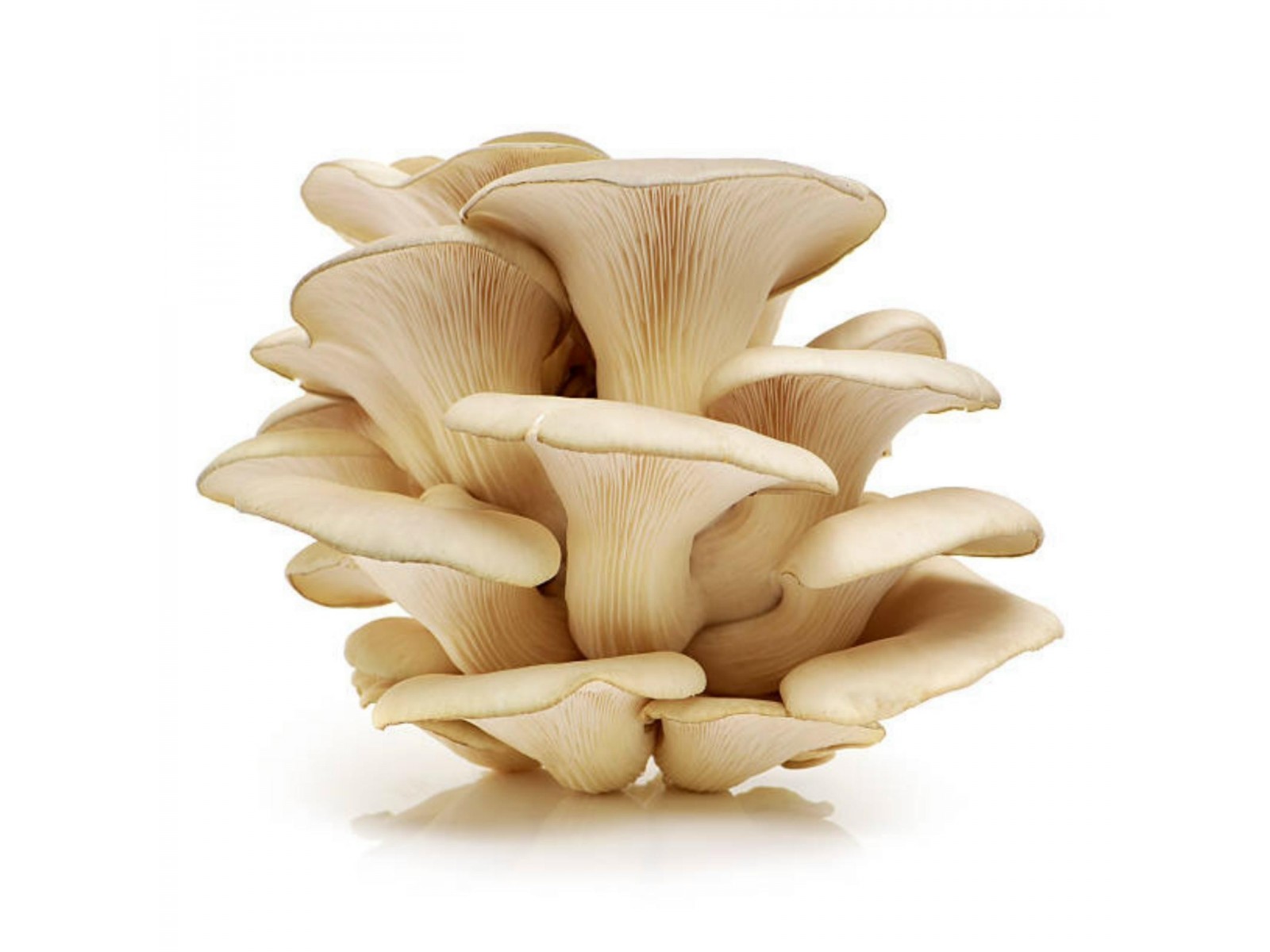 Buy Pleurotus FloridaWhite Oyster Mushroom