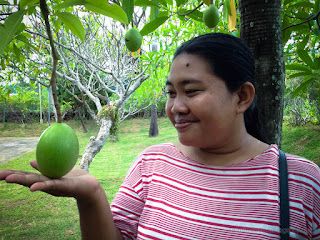 Sweet Smile Woman Touch Ahanging Fruit In Branch Of Tree In The Garden North Bali Indonesia