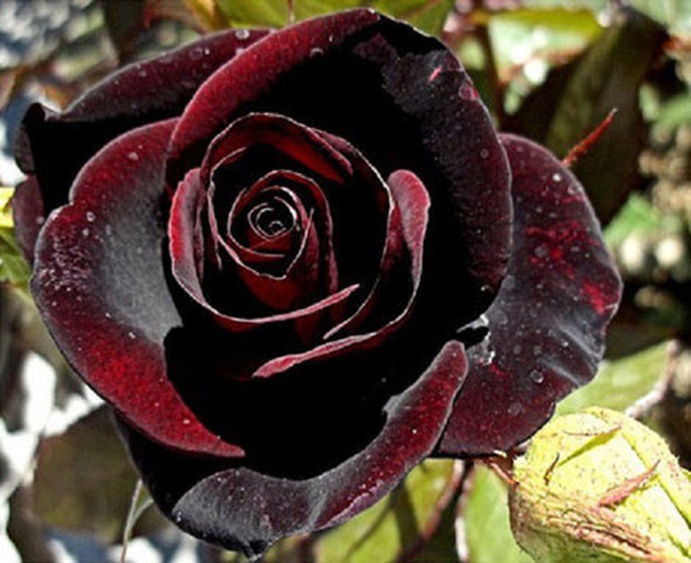 Top 10 Most Beautiful Roses In The World