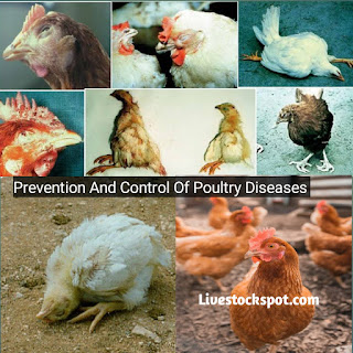 How To Prevent and Control Poultry Diseases