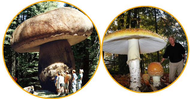 Pict: A fungi specimen may be largely hidden underground and cover large areas. Pict: A fungi specimen may be largely hidden underground and cover large areas.