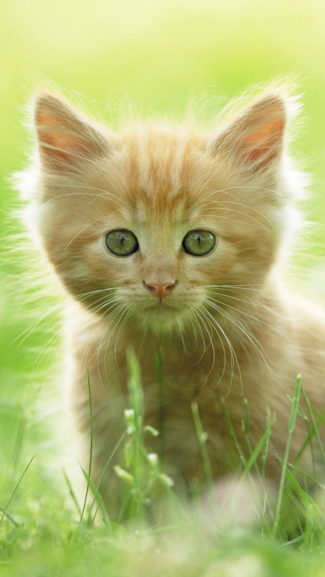 Top HD Kitten Wallpapers for iPhone 5