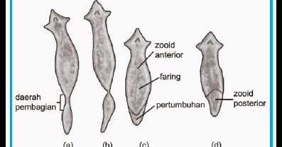 fungsi rongga gastrovaskuler pada platyhelminthes)