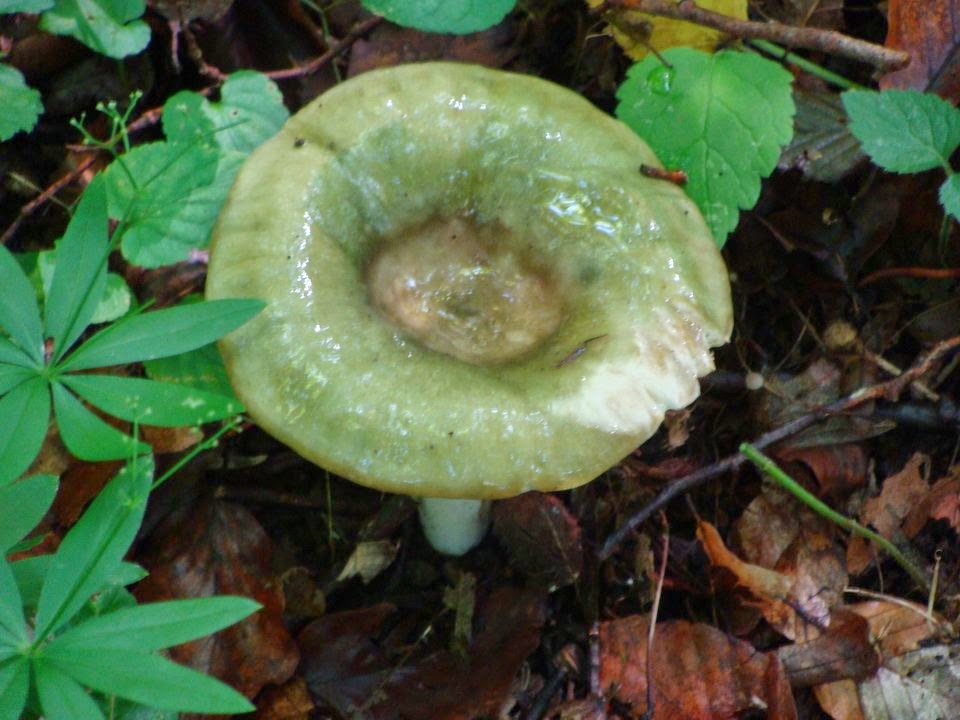 Russula aeruginea DSC41197