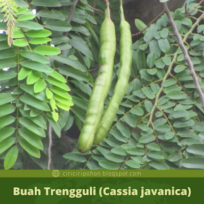 Ciri Ciri Buah Trengguli (Cassia javanica)