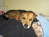 Rose Lying On "Our" Bed