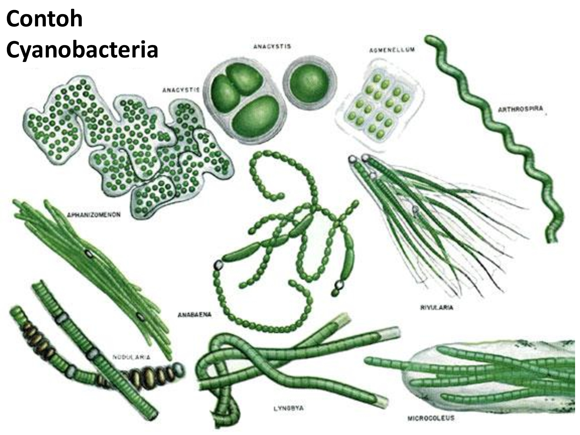 Зеленые водоросли форма. Синезеленые цианобактерии. Синезелёные водоросли цианобактерии. Цианобактерии сине-зеленые водоросли. Цианобактерии Nostoc.