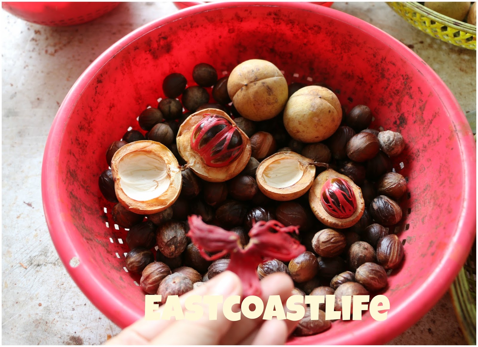 eastcoastlife Nutmeg Farm Penang 槟城豆蔻园