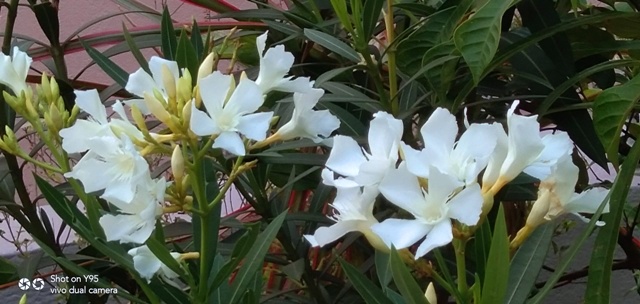 Oleander