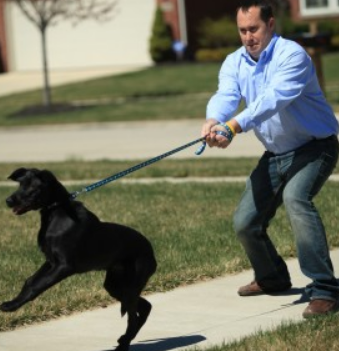 Here’s however you'll be able to Stop Your Dog From pull On The Leash throughout Walks