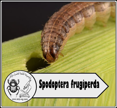 دودة الحشد الخريفية Spodoptera frugiperda