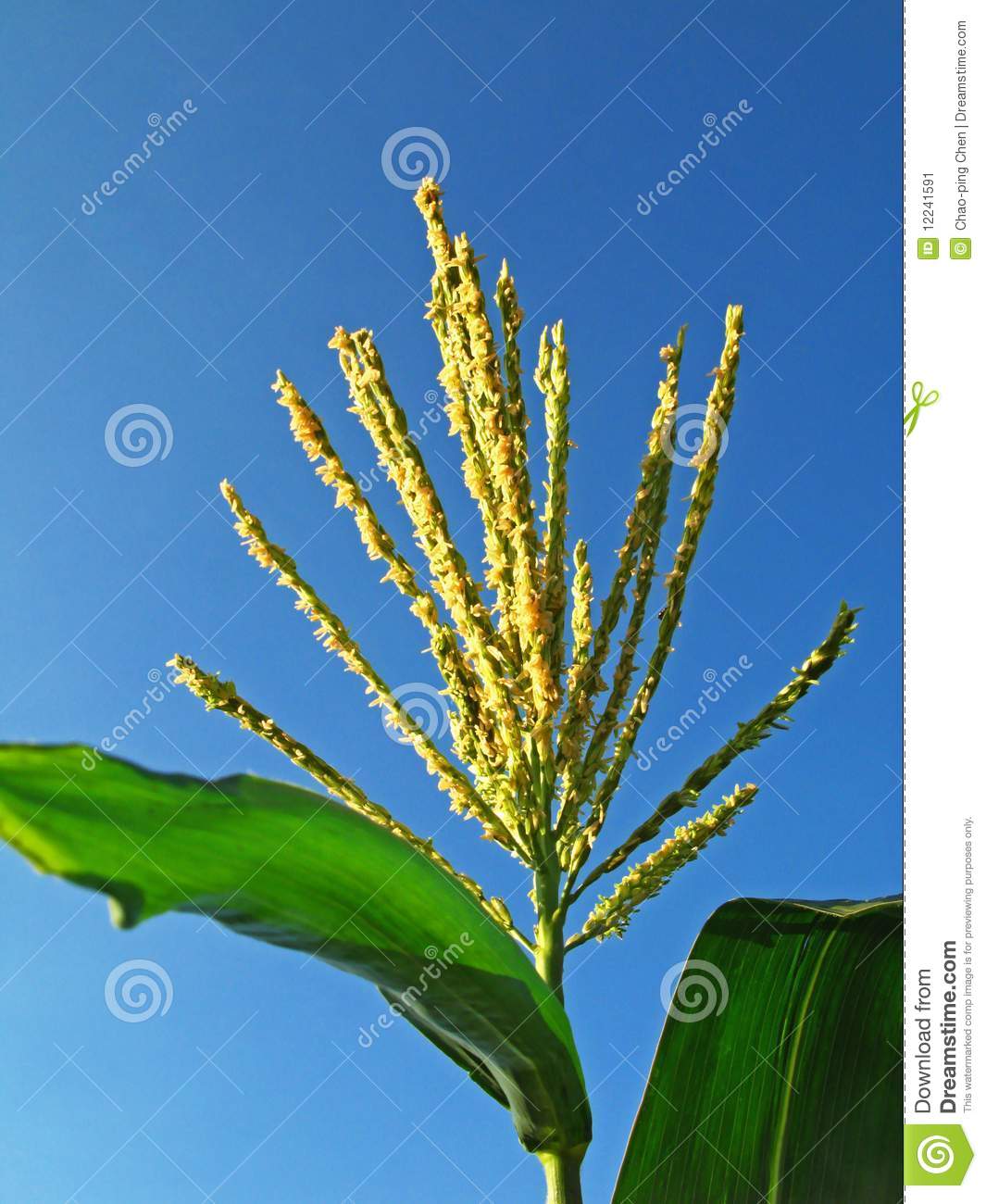 Gambar Bunga Jantan Jagung - Koleksi Gambar Bunga