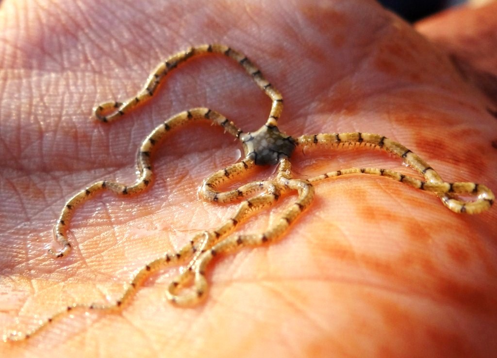 Goabirder Gujarat Series Enchanting.. Narara