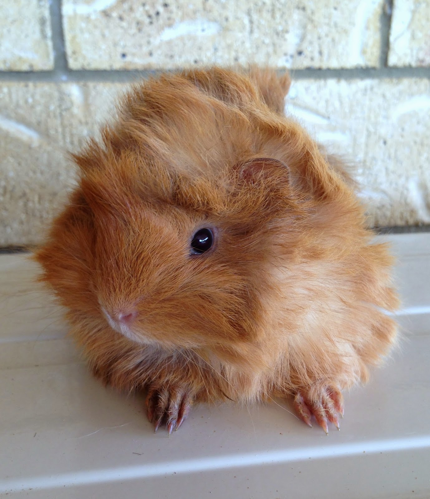 All Things Guinea Pig bubba growth updates