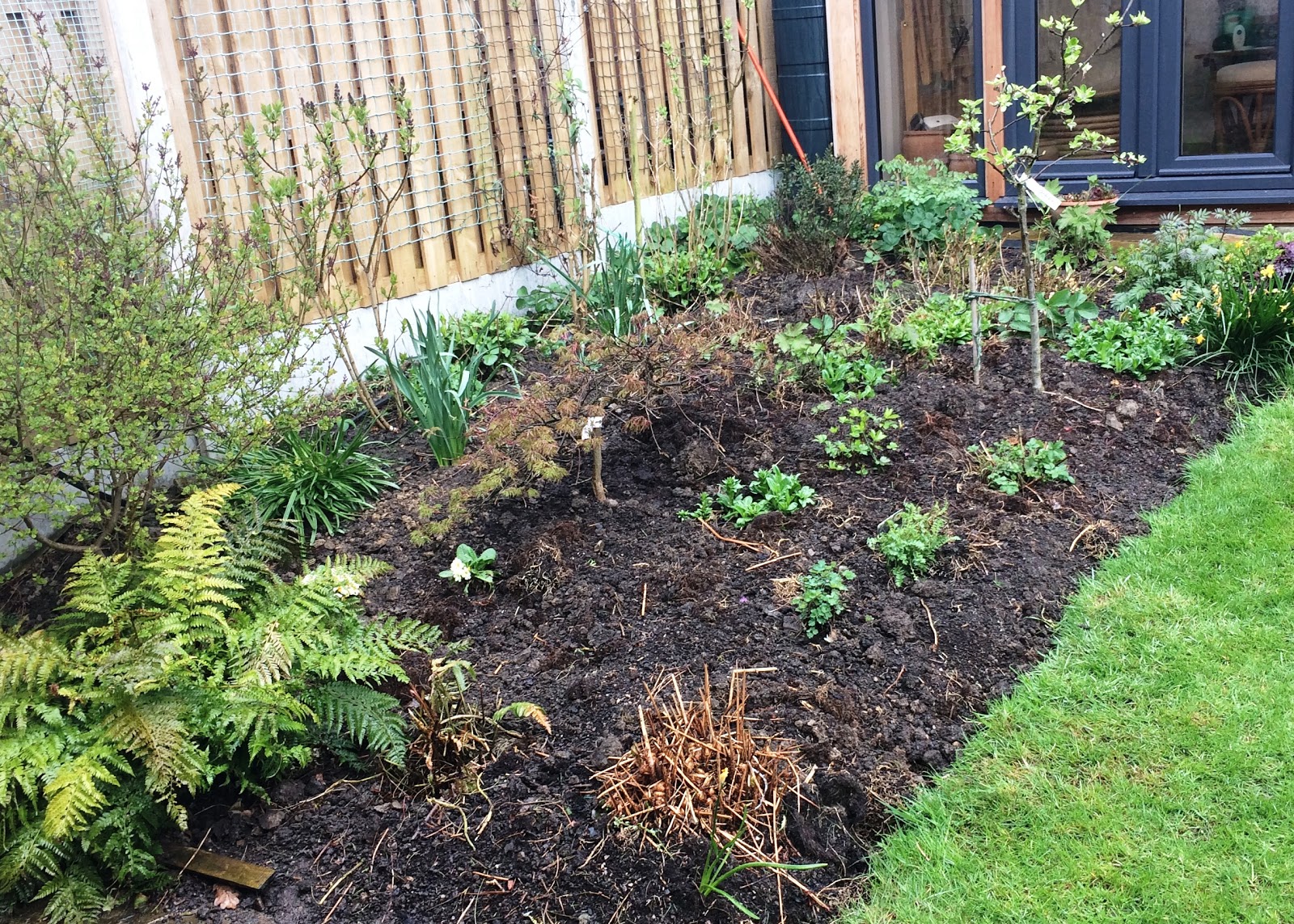 Gardener S Word Syringa Vulgaris Andenken An Ludwig Spath