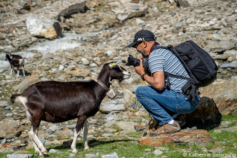 Saas-Fee Goat Things to Do in Saas-Fee Switzerland in Summer