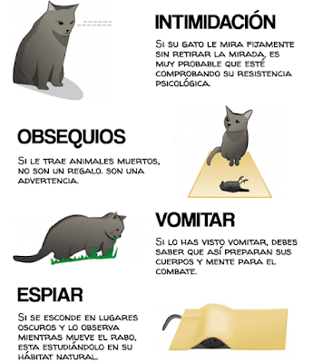 Como darse cuenta si tu gato está intentando matarte