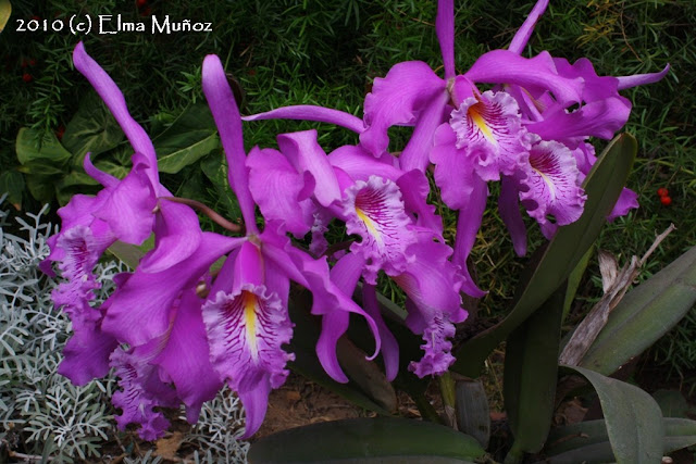 Cattleya Maxima. Foto de varias orquídeas