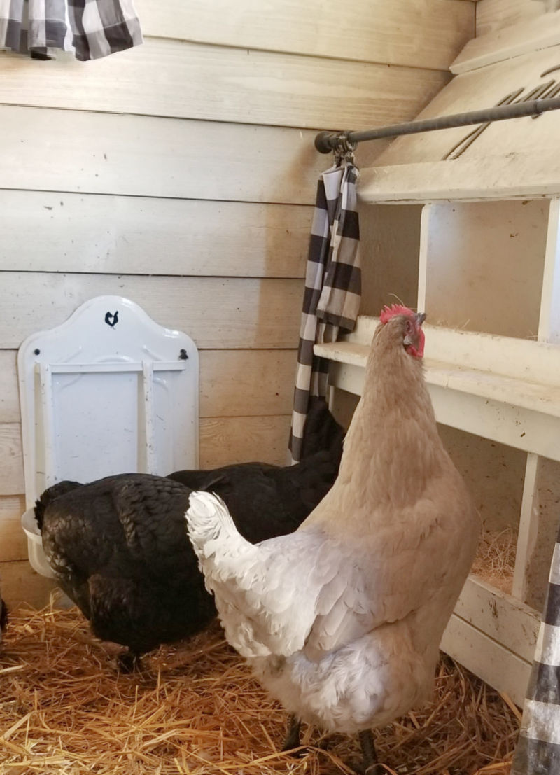 How to Keep Mice out of your Chicken Coop Fresh Eggs Daily® with Lisa
