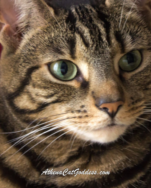 close up of tabby cat