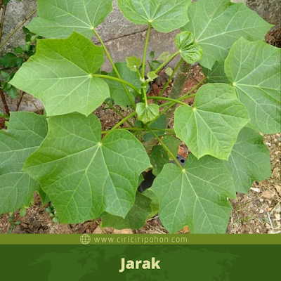 Jarak