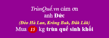 Trùn quế về đèo Hà Lan, Krông Búk