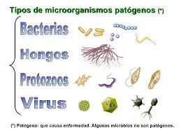 Diferentes tipos de microorganismos