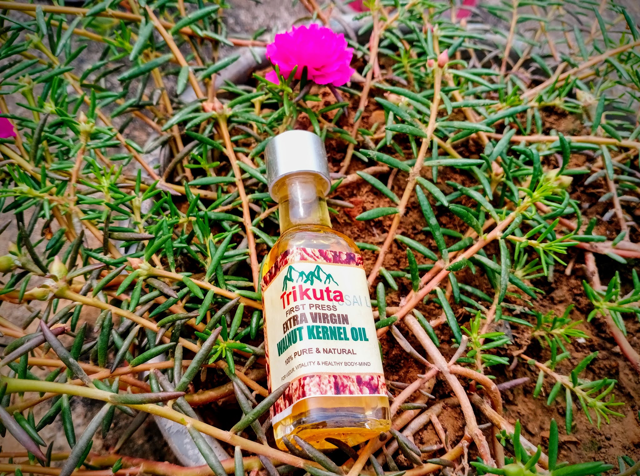 Kashmir Walnut Oil Benefits and Uses on Skin ft Trikuta Oils, Jammu.