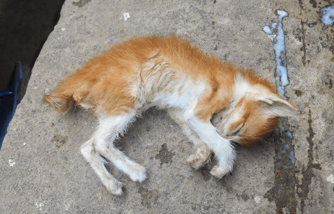 Arti Mimpi Kucing Dan Tafsir Mimpi Kucing Mati Di Kamar, Rumah Atau Di  Dalam Sumur